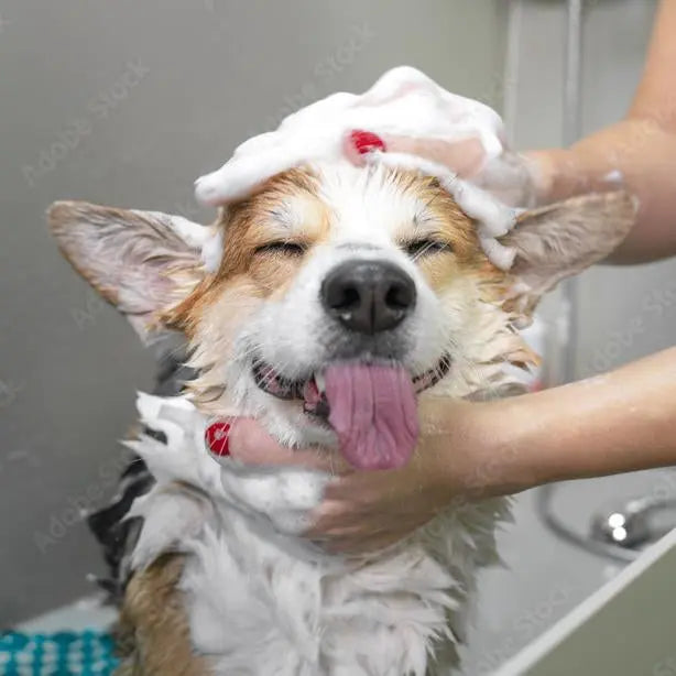 Dog Grooming - your Essential Guide - K9 Kingdom