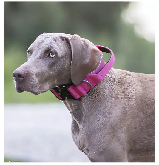 Metal Buckle Collar Product vendor