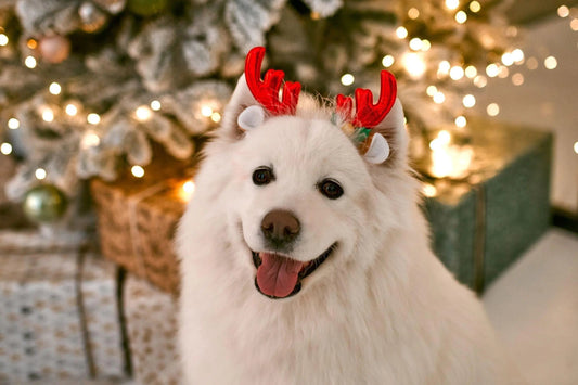 Celebrate Xmas: Essential Tips for dog lovers - K9 Kingdom
