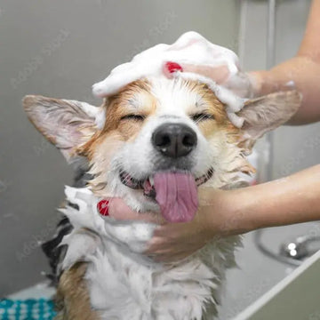 Dog Grooming - your Essential Guide - K9 Kingdom