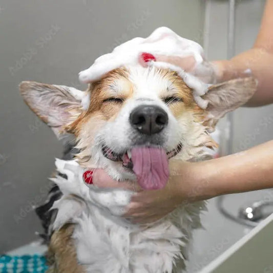 Dog Grooming - your Essential Guide - K9 Kingdom