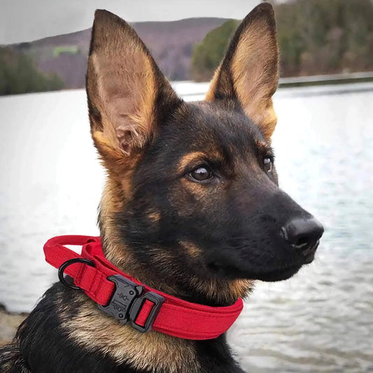 How-to-choose-the-right-collar-for-your-Dog K9 Kingdom