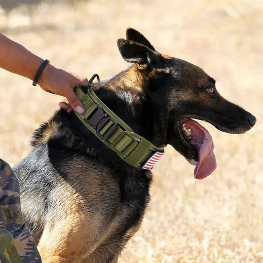 Why Choose a Nylon Dog Collar