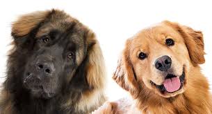 Dog Summer Care Guide