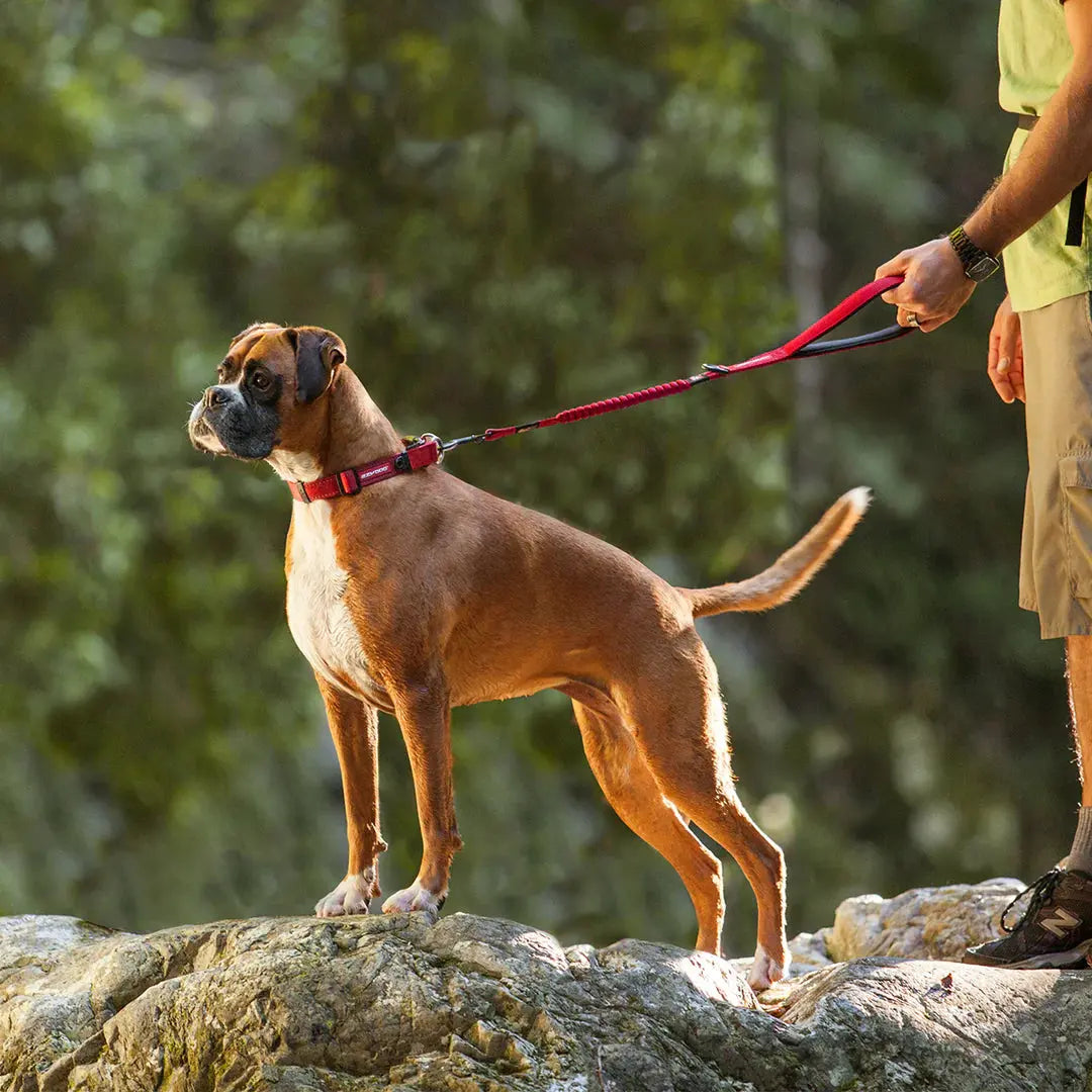 dog leads - K9 Kingdom