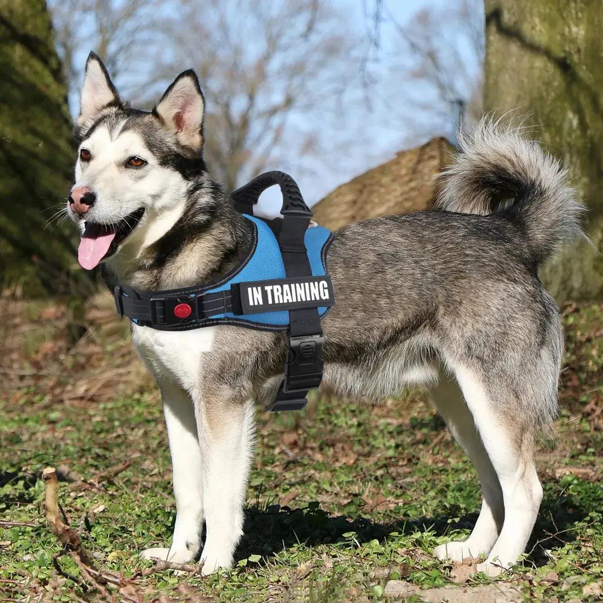 Adjustable Secure Harness Product vendor 