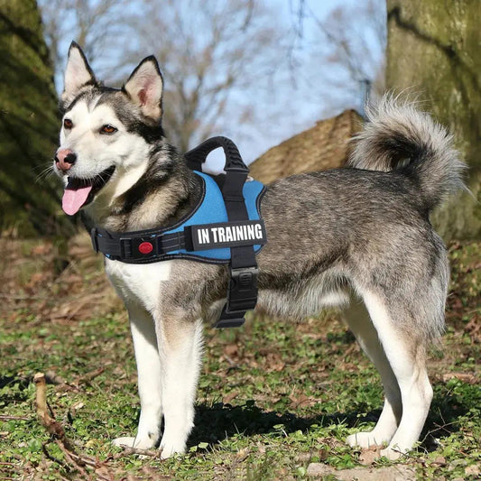 Adjustable Secure Harness Product vendor 