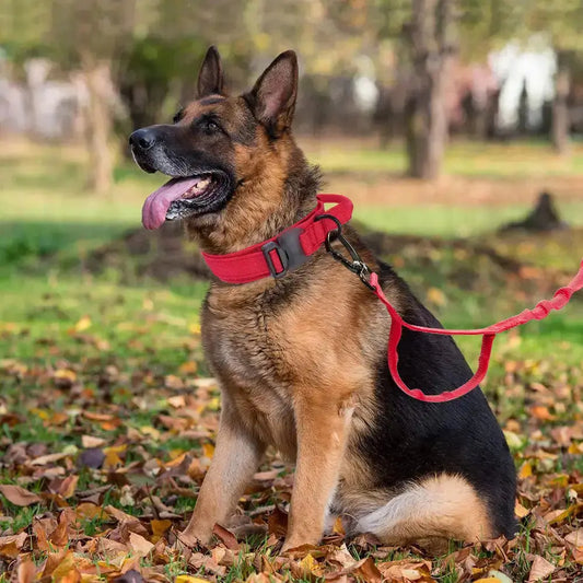 Collar & Leash Set Product vendor 