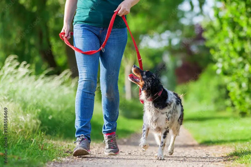 Carabiner Leash Product vendor 