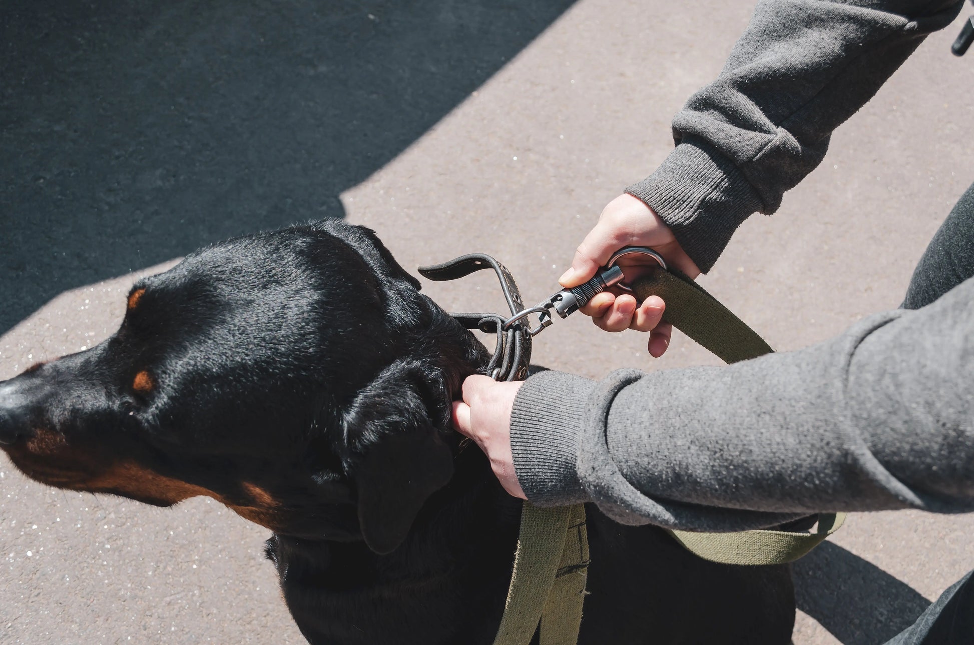 Collar & Leash Set Product vendor 