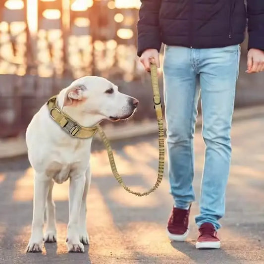 Collar & Leash Set Product vendor 
