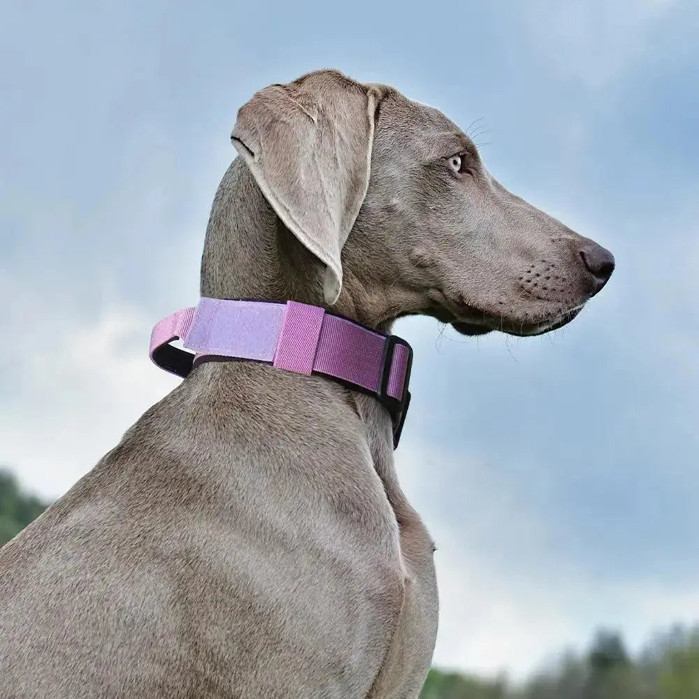 Metal Buckle Collar Product vendor 