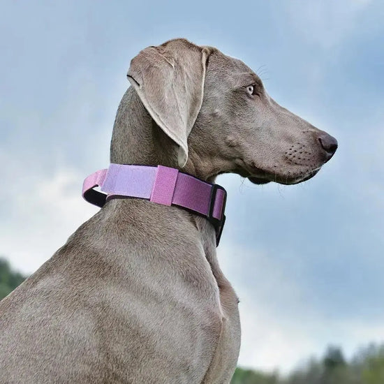 Metal Buckle Collar Product vendor 